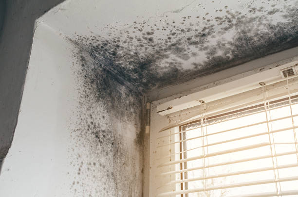 Affordable Mold Cleanup solutions in Benson, MN